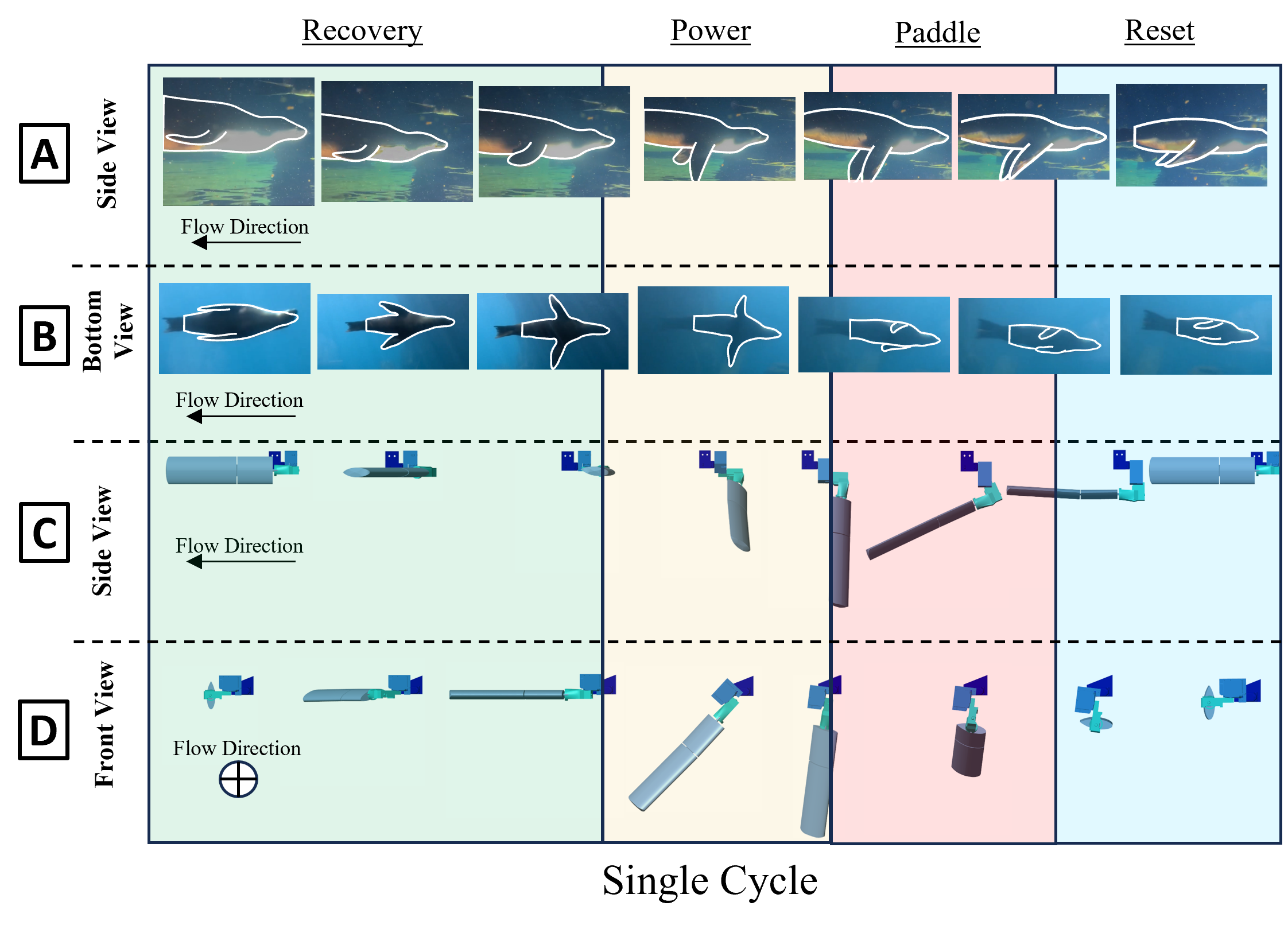 Modeling the fore flipper kinematics during sea lion swimming